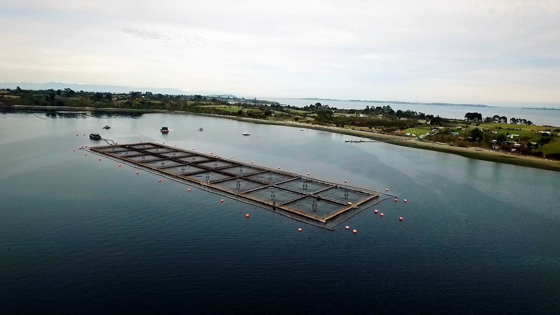 Sernapesca tendrá mayor presupuesto para acelerar fiscalización a la salmonicultura