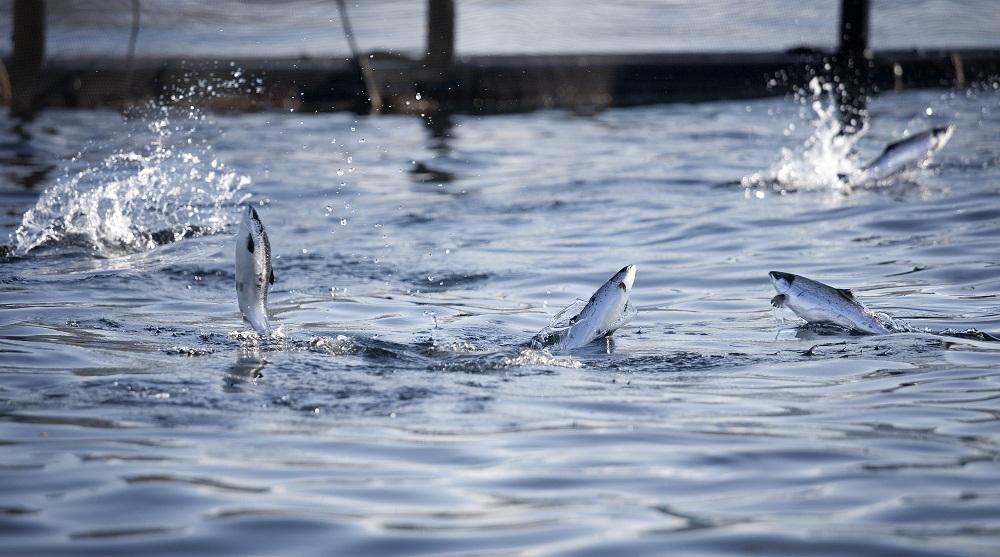 Subpesca explica norma para sana interacción de salmonicultura con mamíferos marinos