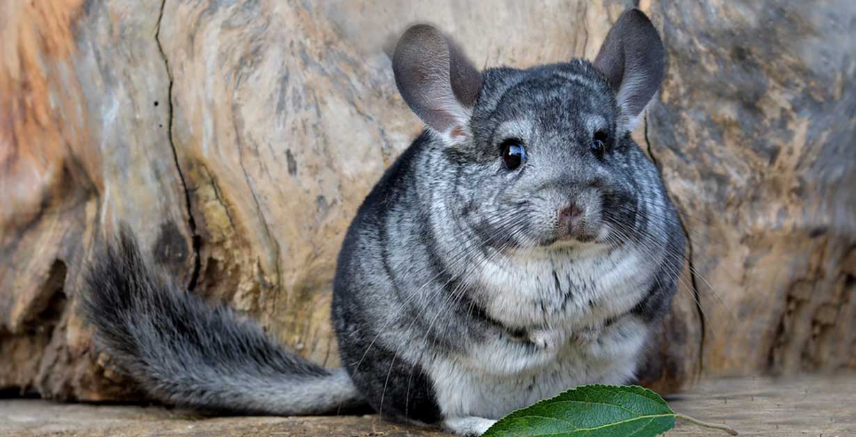 SMA ordenó medidas de protección por muerte de chinchillas relocalizadas por Proyecto Minero en Atacama