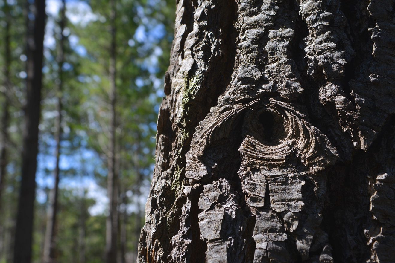 Calentamiento global: ni bosques del sur compensan la crisis en alza