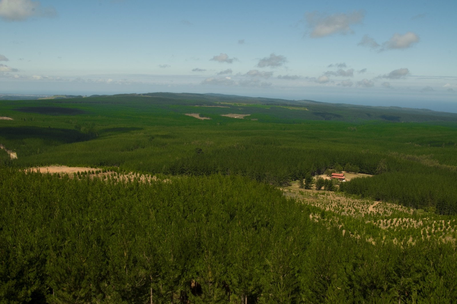 Estudio reveló impactos del subsidio forestal sobre los bosques chilenos