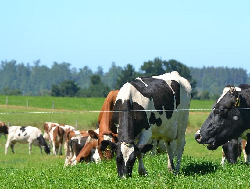 Emisiones y mitigación gases efecto invernadero en la ganadería bovina de carne, hacia la carbono neutralidad