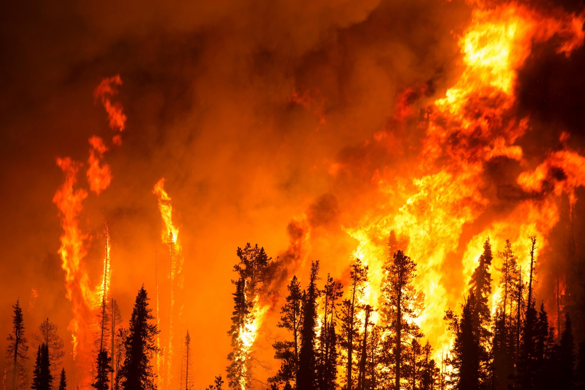 Incendios forestales y cambio de uso de suelo: ¿Qué dicen las cifras?