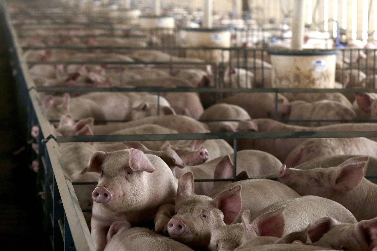 Este jueves comienza consulta ciudadana sobre norma de olores en planteles porcinos