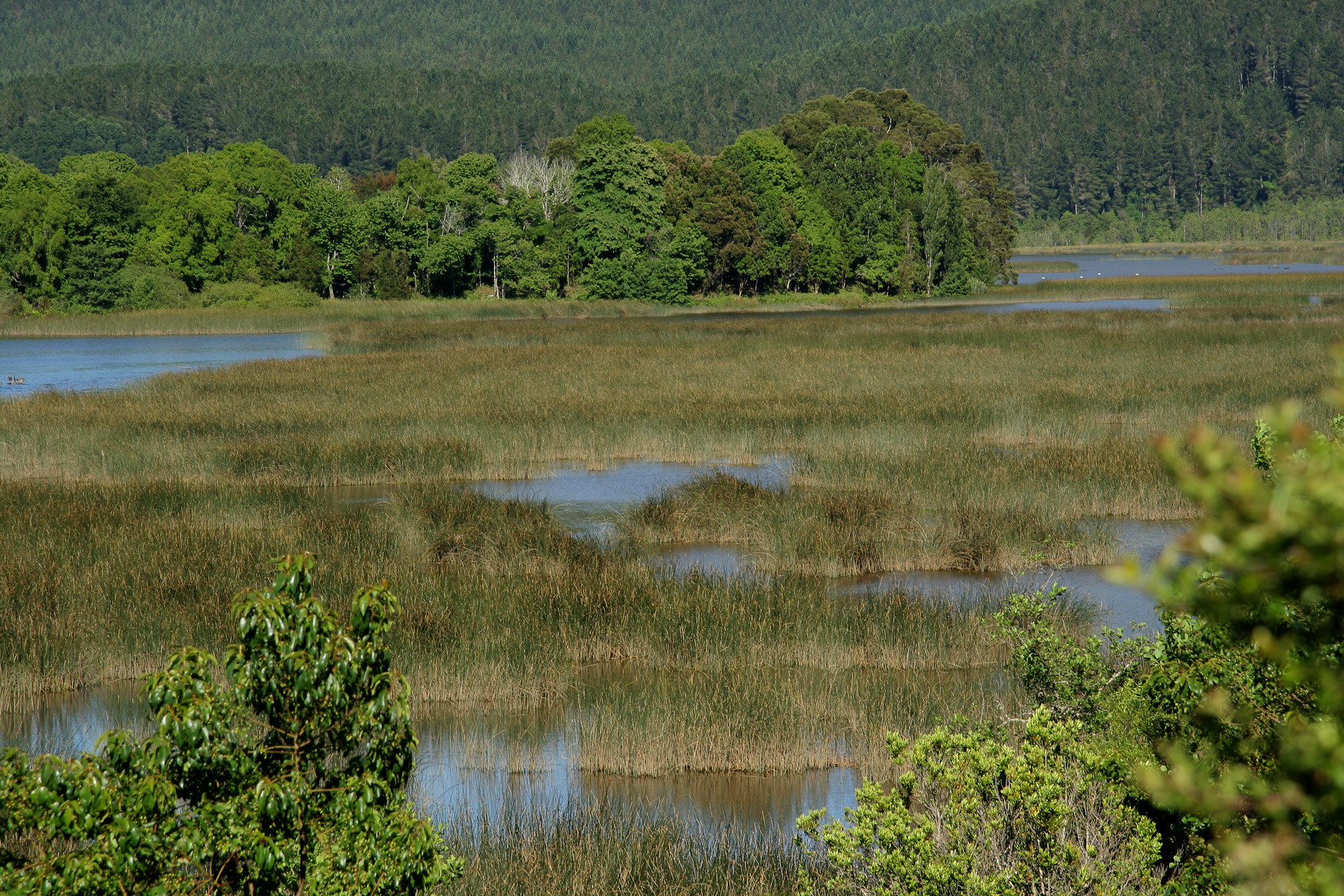 Segundo Tribunal Ambiental rechazó reclamación contra el MMA asociada a cartografía de Santuario de la Naturaleza en Valdivia