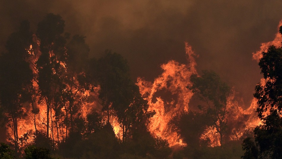 Incendios forestales: Presentan proyecto que obliga al Estado a recuperar bosques siniestrados