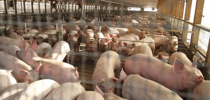 Superintendencia del Medio Ambiente Ordenó Medidas Urgentes y Transitorias a Agrícola por plantel de cerdos con deficiente sistema de riego