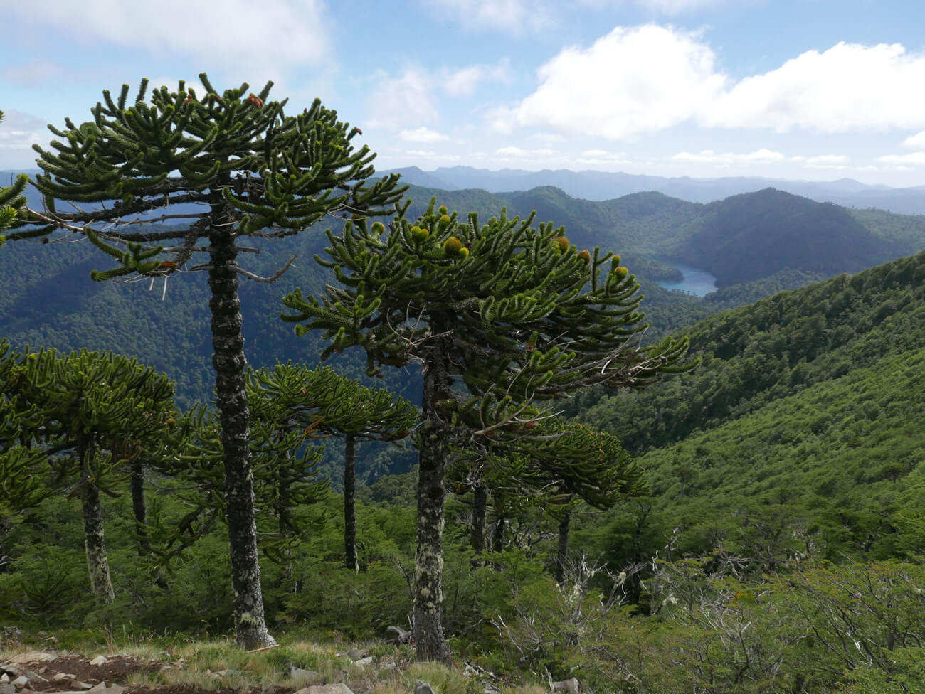 Tras 13 años de tramitación, Chile tiene una nueva ley de protección de la naturaleza: ¿en qué consiste?