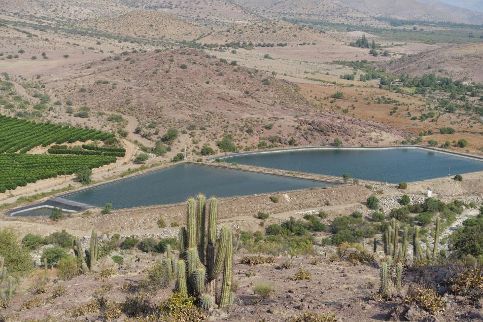 Rodeados de paltos, pero sin agua para el consumo: el drama de zonas con escasez hídrica en Chile