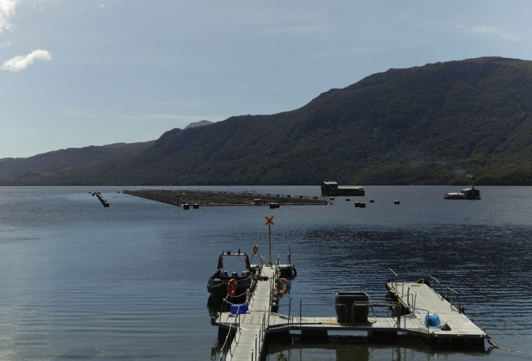 El 44% de los análisis de los fondos marinos en centros de cultivos salmoneros fueron calificados negativos