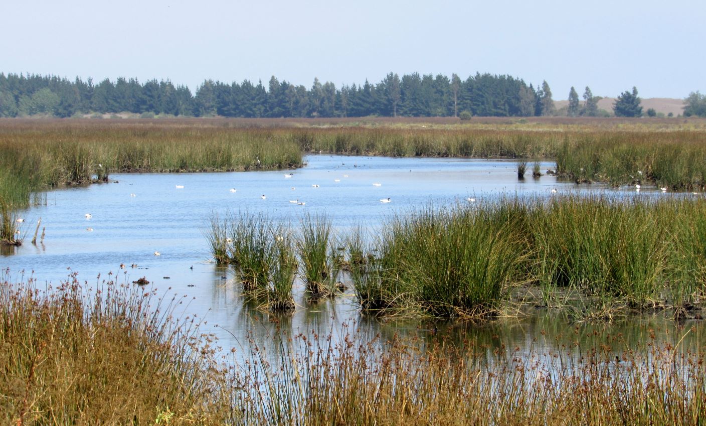 Aprueban creación de cuatro nuevos santuarios de la naturaleza en Chiloé: Más de 3 mil hectáreas de humedales serán protegidos