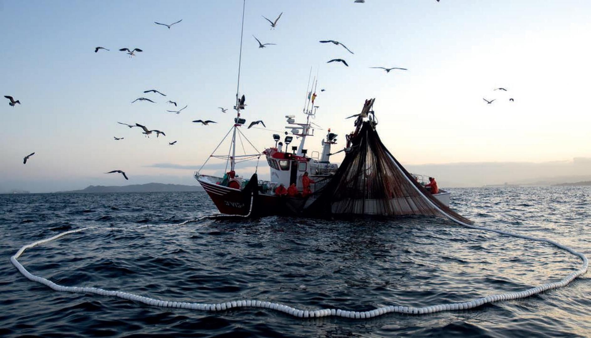 Diversas reacciones genera el proyecto de ley que prohíbe el arrastre de la merluza