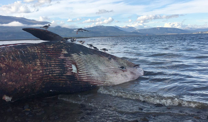 Cuatro ballenas varan en caleta de Puerto Williams: Sernapesca iniciará investigación