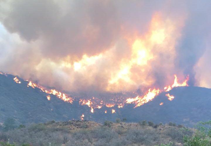 Onemi informa que incendio forestal en Curacaví ya ha consumido 450 hectáreas de vegetación