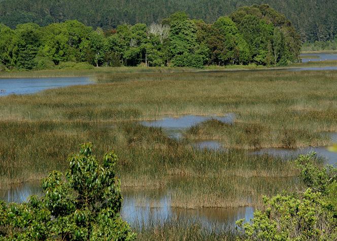 Denuncian desastre ecológico ante secado de Humedal Lircay