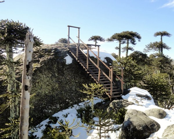 Contraloría verificó corte ilegal de al menos 51 araucarias por parte de Conaf al interior del Parque Nacional Nahuelbuta