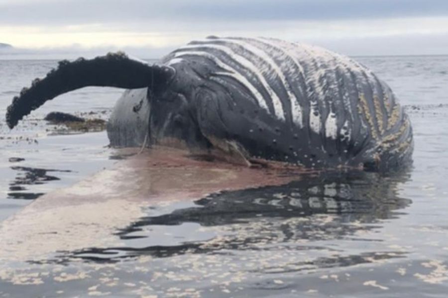 Reportan muerte de ballena jorobada en Magallanes tras posible choque con una embarcación