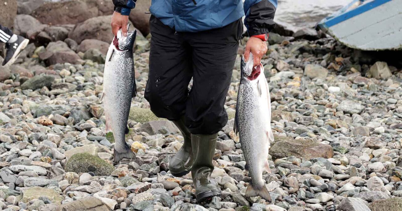 Desconocidos roban parte de cargamento de salmón contaminado en Talcahuano