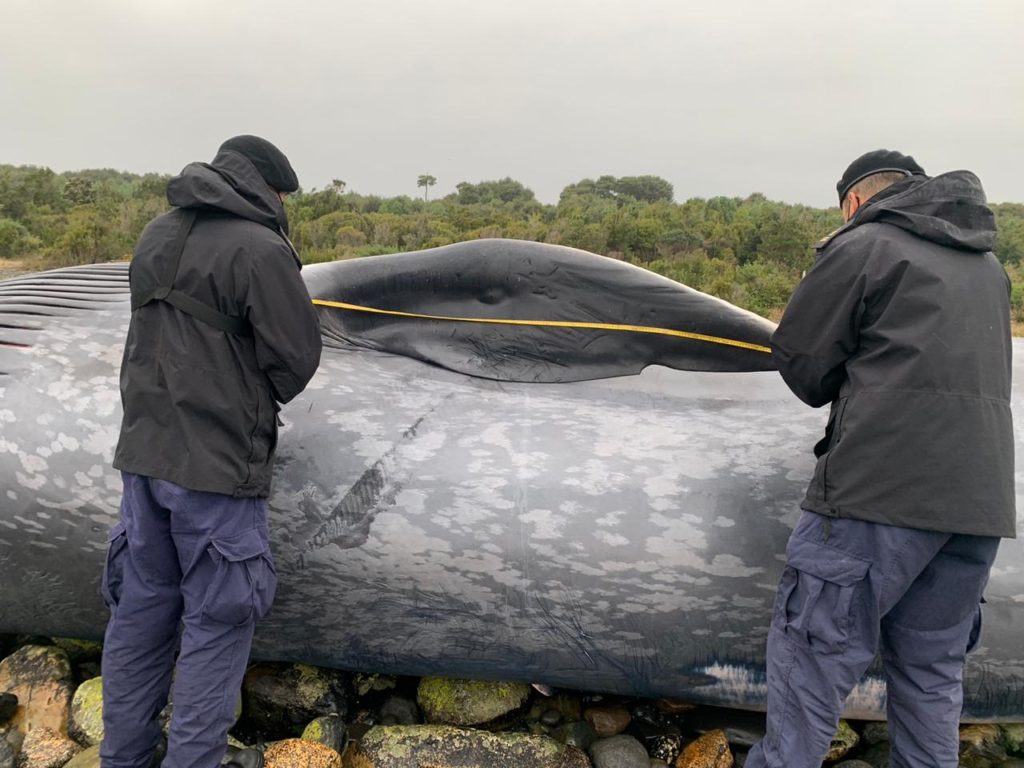 Ballena azul muerta vara en costas de Chumeldén, en Los Lagos