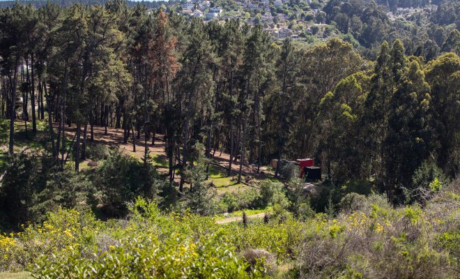 Señalan que Chile no alcanzará a cumplir sus compromisos forestales para alcanzar la carbono neutralidad al 2050