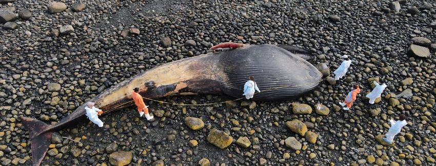Confirman que ballena azul varada en la Patagonia chilena murió por colisión con embarcación