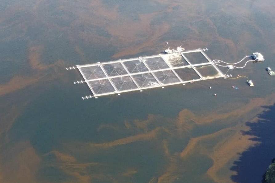 Salmones Austral reporta “elevada mortalidad” en centro de engorda tras impacto de bloom de algas