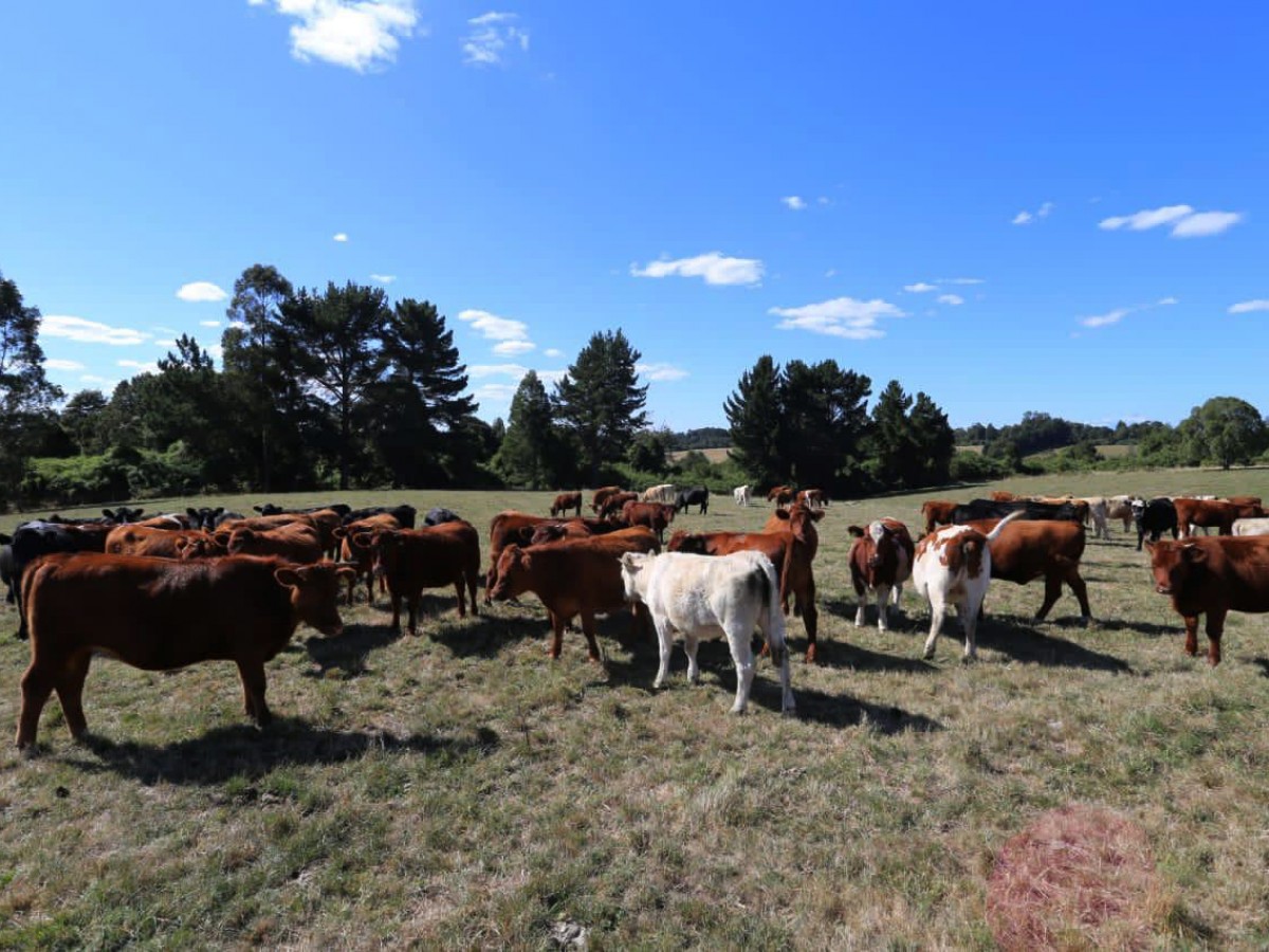El gobierno decreta Estado de Emergencia Agrícola en la Región de Los Lagos por crítica escasez hídrica
