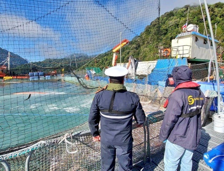 SMA impone plazo de 24 horas a empresa Camanchaca para retirar salmones muertos