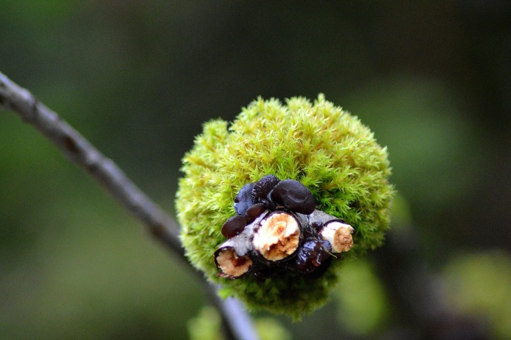 Proyecto de ley busca declarar de interés nacional el musgo Sphagnum y prohibir su explotación