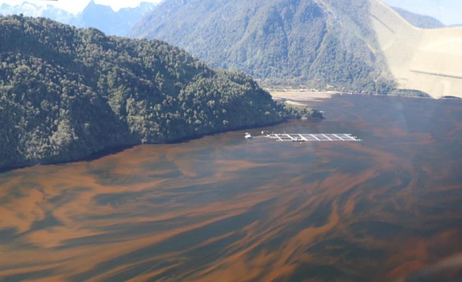 Informe ONU: Acuicultura está vinculada con proliferación de algas nocivas