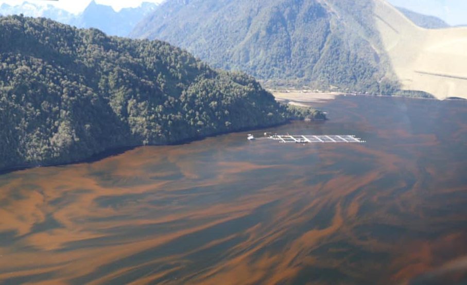 Organización envía carta a autoridades para avanzar a la “desalmonificación” de las aguas del país