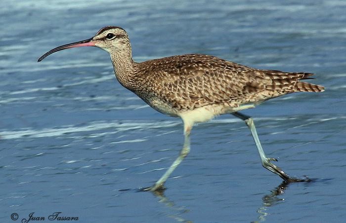 La silenciosa contaminación en Chiloé: encuentran bacterias resistentes a antibióticos en aves y humedales