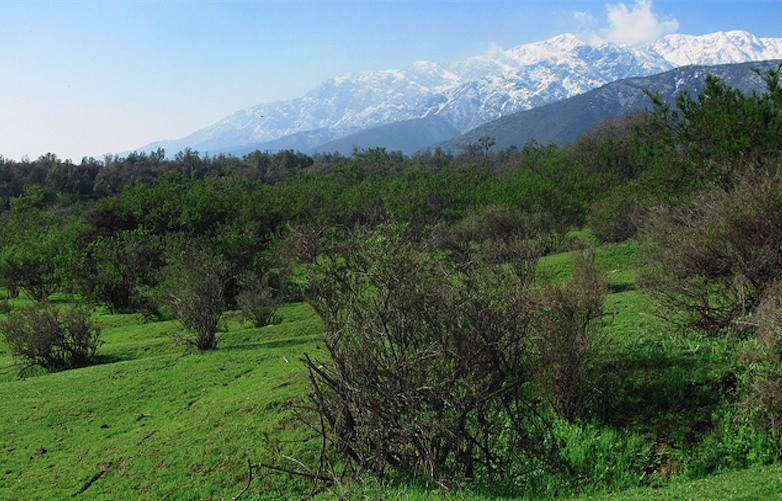 La batalla por el Panul y las amenazas al último bosque nativo de Santiago