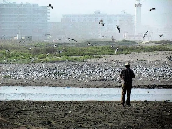 Comunidad de La Serena en alerta por instalación de edificios de 14 pisos cerca del humedal del Río Elqui