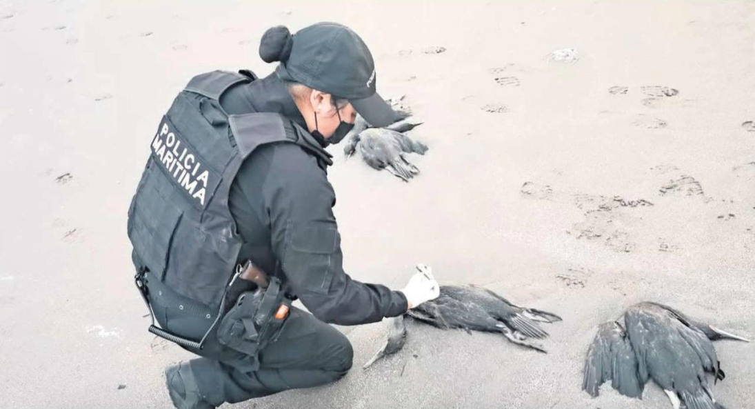 Experto aseguró que serían 500 las aves muertas en el borde costero de Iquique