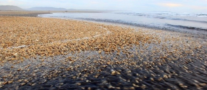 Estudio científico contradice informe de Academia Chilena de Ciencias y sostiene que vertimiento de salmones sí influyó en marea roja de 2016