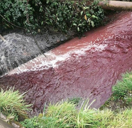 Denuncian daño a río Matadero en Quellón por vertido de líquido rojo