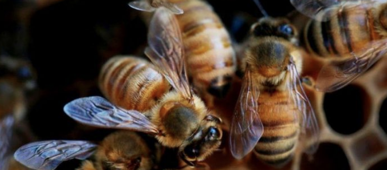 Cócteles de pesticidas: la combinación mortal que está matando a las abejas en todo el mundo