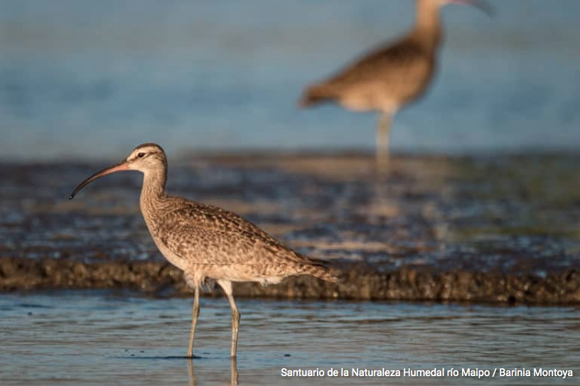 Chile: Santuario de la Naturaleza Humedal Río Maipo en alerta por ampliación del puerto de San Antonio