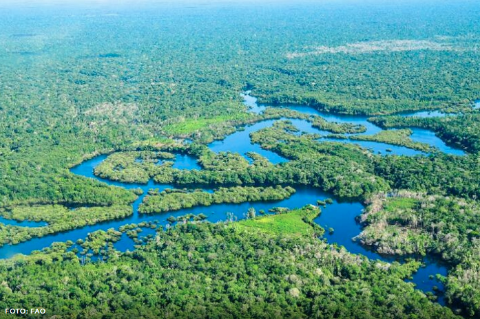 La gestión de los bosques del mundo debe centrarse en el agua