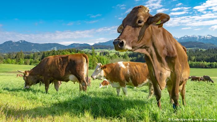 Revelan el nivel real de las emisiones de gases de efecto invernadero de la cría de animales