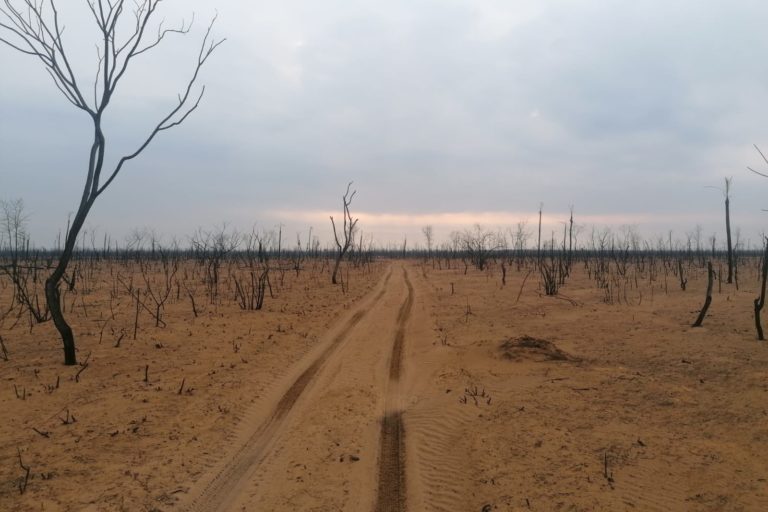 Bolivia: incendios forestales en Santa Cruz destruyen cerca de 800 mil hectáreas y arrasan con varias áreas protegidas