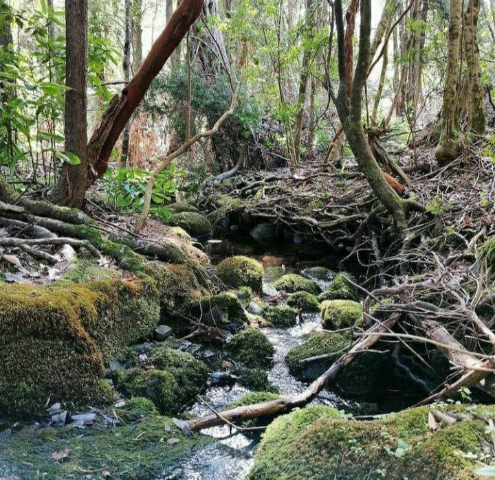 Luego de más de una década de discusión, proyecto que crea el Servicio de Biodiversidad y Áreas Protegidas podría convertirse en ley