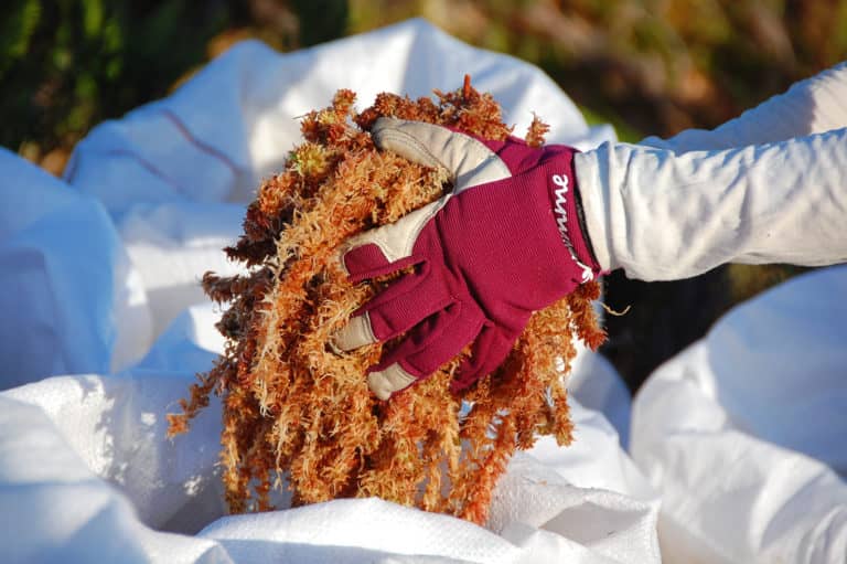 Cámara Baja respalda proyecto que protege las turberas y el musgo Sphagnum