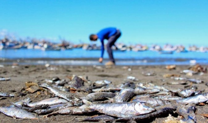 Tarjeta roja: informe revela el impacto de la industria salmonera en los DD.HH.