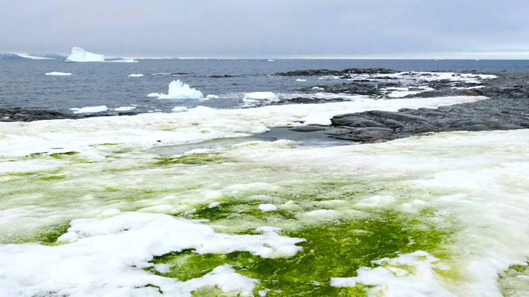 Antártida verde: cómo el cambio climático está transformando el sur de la Tierra