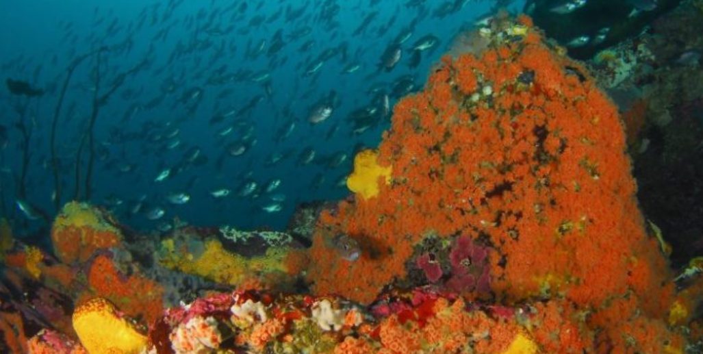 Dominga: Gobierno presentará propuesta para crear Área Marina Protegida Archipiélago de Humboldt