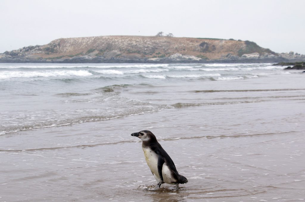 Coquimbo y Atacama firman convenio para proteger el Archipiélago de Humboldt