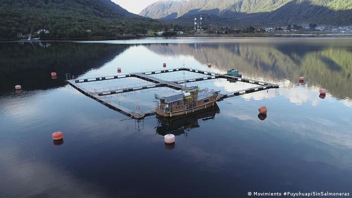 Patagonia chilena: ambientalistas exigen que salmoneras salgan de áreas protegidas