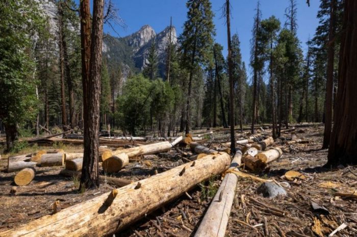 “Se ha priorizado la visión mercantil de la naturaleza”: la crisis de valores detrás del cambio climático